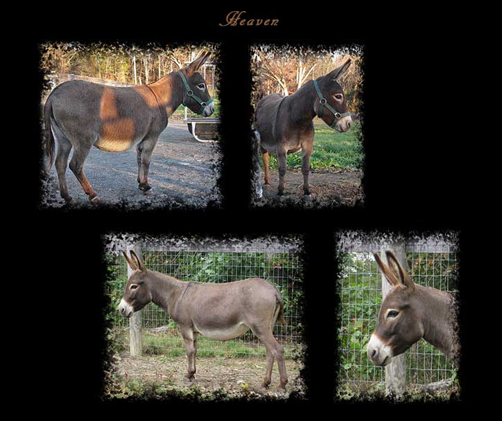 Critter Haven Farm Miniature Donkeys